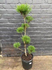 Conifers Cloud